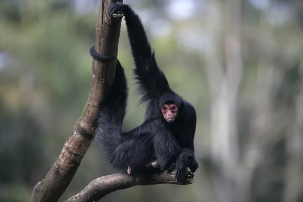 Mono araña de cara roja, Ateles paniscus — Foto de Stock