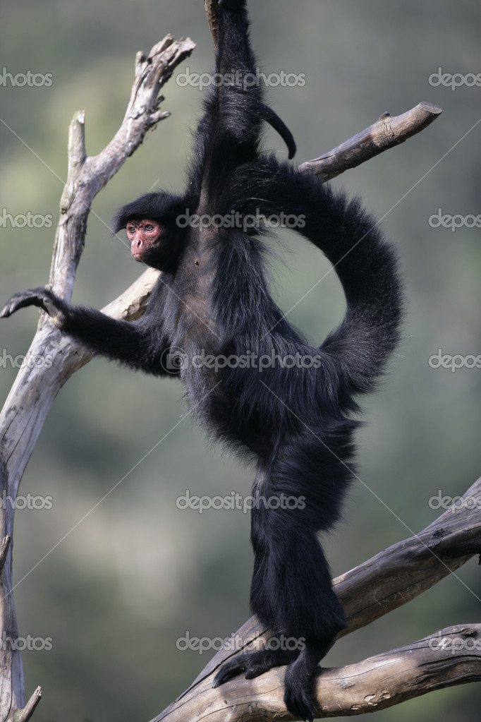 Macaco Aranha Geoffroys, Ateles Geoffroyi, Também Conhecido Como