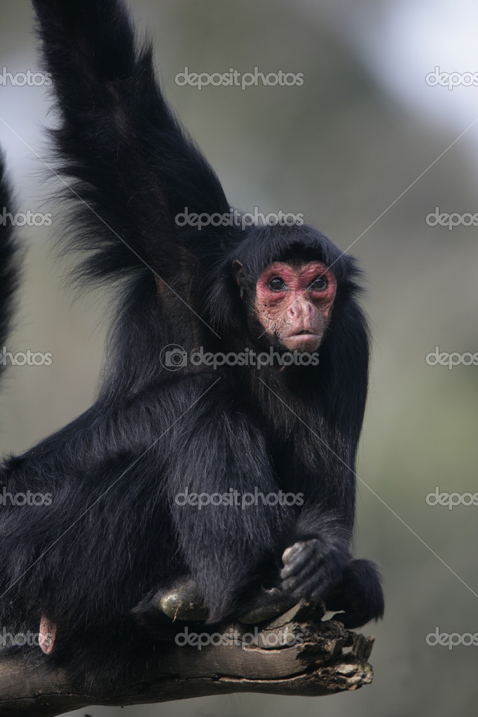 Macaco-aranha-de-cara-vermelha