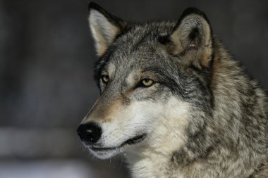 gri kurt, canis lupus