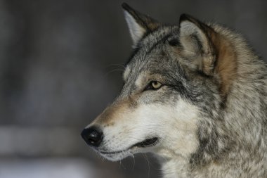 gri kurt, canis lupus
