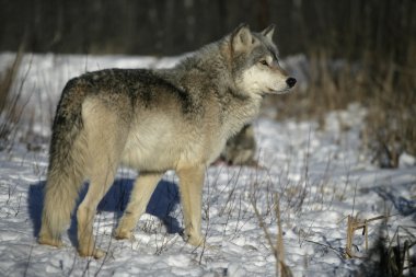 gri kurt, canis lupus