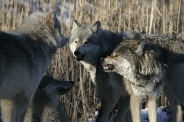 gri kurt, canis lupus