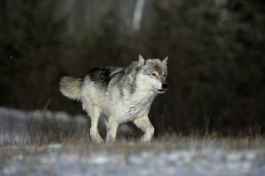 gri kurt, canis lupus