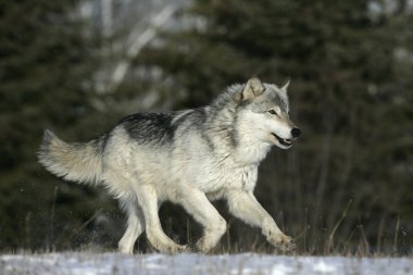 gri kurt, canis lupus