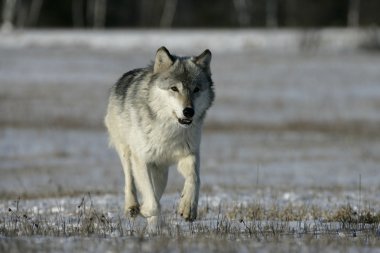 gri kurt, canis lupus