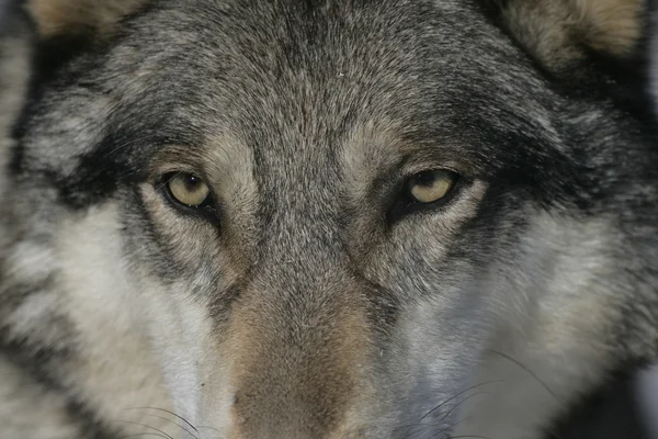 Šedý vlk, vlk — Stock fotografie