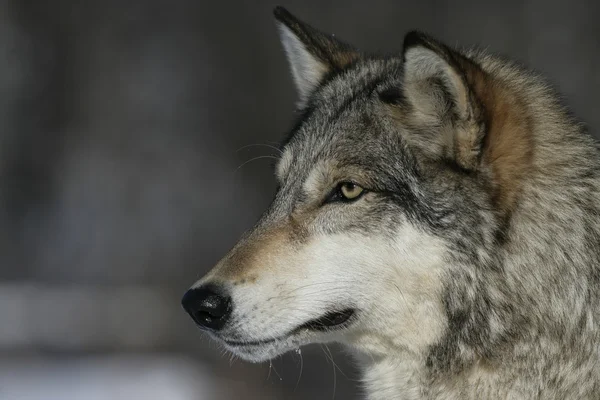 Szürke Farkas: canis lupus — Stock Fotó