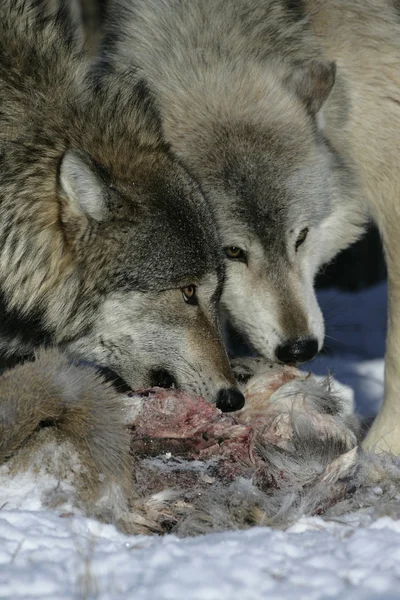 Lobo gris, canis lupus — Foto de Stock