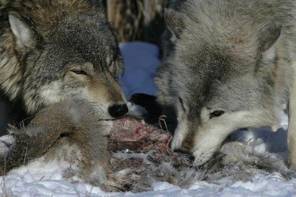 Lobo cinzento, canis lupus — Fotografia de Stock