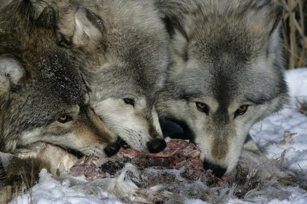 Lobo cinzento, canis lupus — Fotografia de Stock