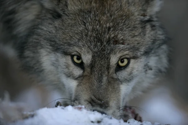 Lobo gris, canis lupus — Foto de Stock