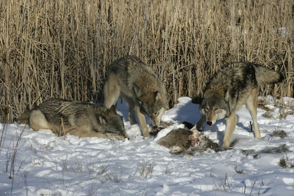 Lobo cinzento, canis lupus — Fotografia de Stock