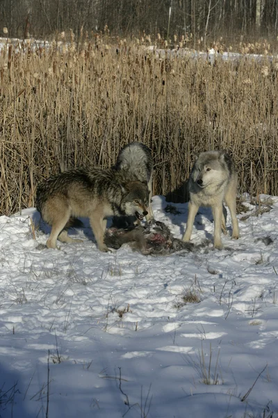 Lobo cinzento, canis lupus — Fotografia de Stock