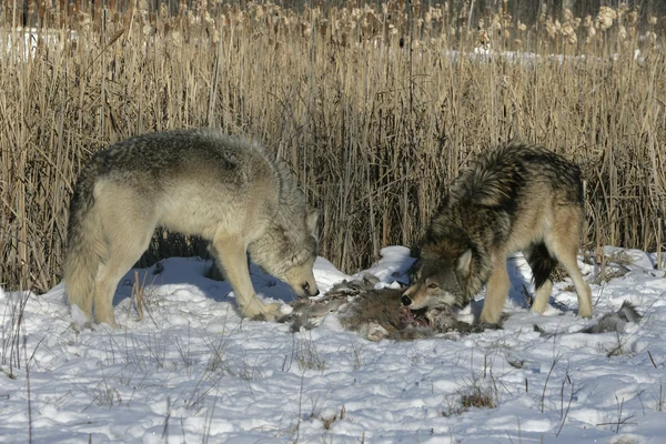 Lobo cinzento, canis lupus — Fotografia de Stock