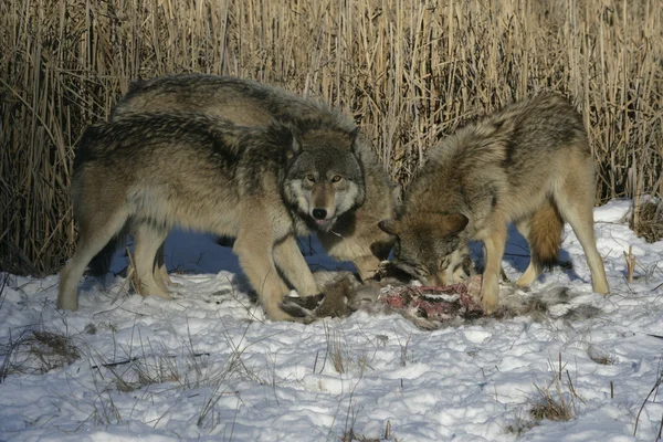 Lobo gris, canis lupus — Foto de Stock