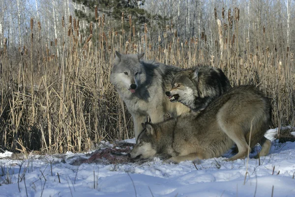 Gri kurt, canis lupus — Stok fotoğraf