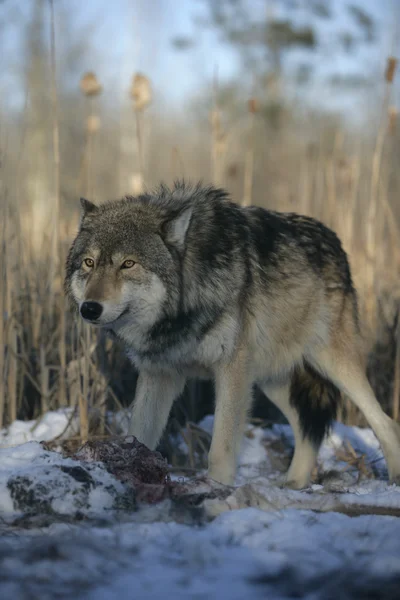 Lupo grigio, canis lupus — Foto Stock