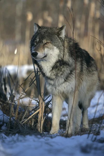 Lobo cinzento, canis lupus — Fotografia de Stock