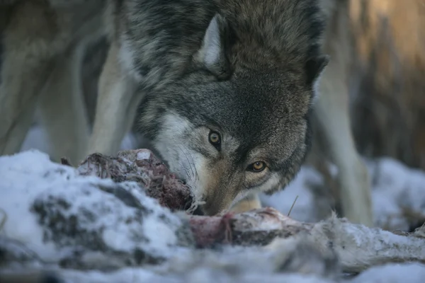 灰太狼狼 — 图库照片
