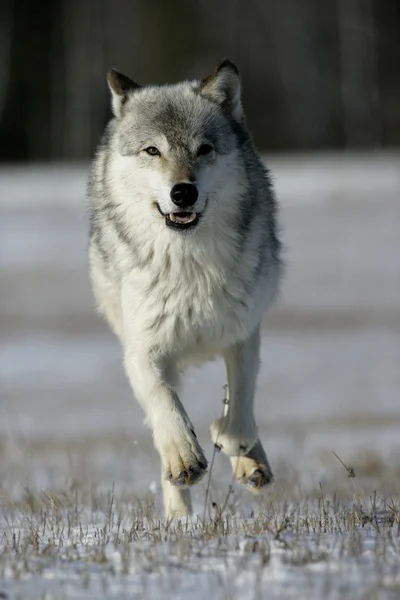 Lobo cinzento, canis lupus — Fotografia de Stock