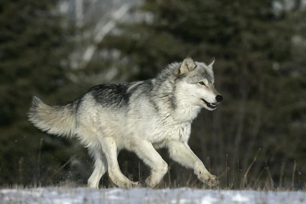 Lobo cinzento, canis lupus — Fotografia de Stock