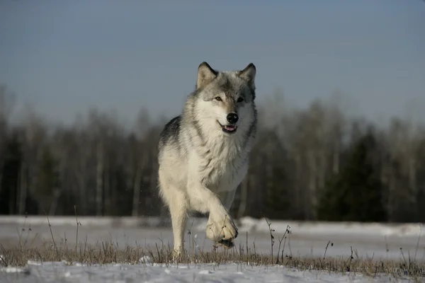 Lobo cinzento, canis lupus — Fotografia de Stock