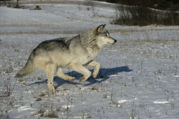 Lobo cinzento, canis lupus — Fotografia de Stock