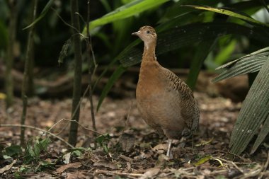 Kırmızı kanatlı tinamou, rhynchotus rufescens