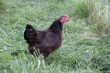 Rhode Island red topak