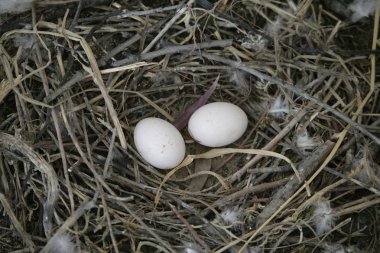 Rock dove, Columba livia