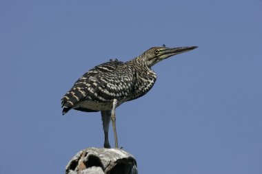 leere Visitenkarte in die Hand einer Frau, die isoliert auf weißem Hintergrund,