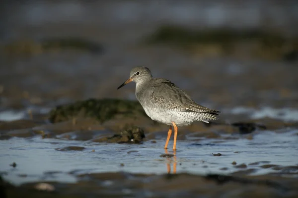 Rotschenkel, tringa totanus — Stockfoto