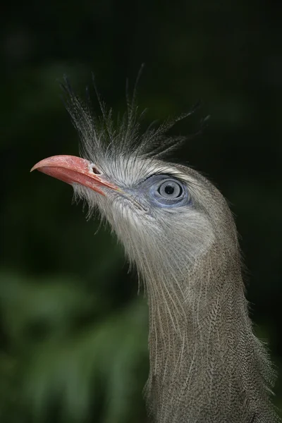 Rotbeinseriema, cariama cristata — Stockfoto