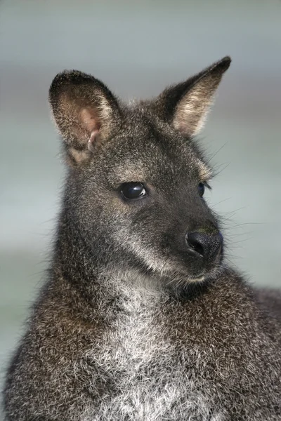 Red-necked wallaby, Macropus rufogriseus, — Stock Photo, Image