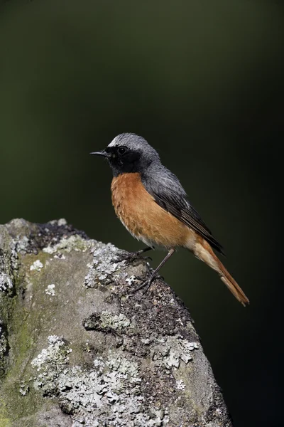 Frecuentes enrojecimiento, Phoenicurus phoenicurus — Foto de Stock