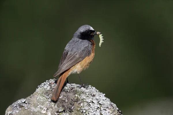 Reinício comum, Phoenicurus phoenicurus — Fotografia de Stock