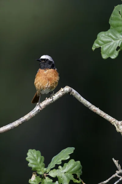 Pleszka zwyczajna, phoenicurus phoenicurus — Zdjęcie stockowe