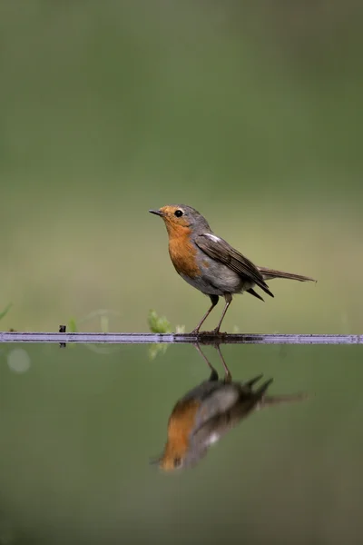 Vörösbegy-erithacus rubecula — Stock Fotó