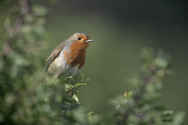 Petirrojo, erithacus rubecula — Foto de Stock