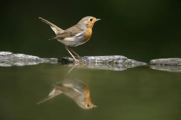 Robin, Erithacus rubecula — Fotografia de Stock