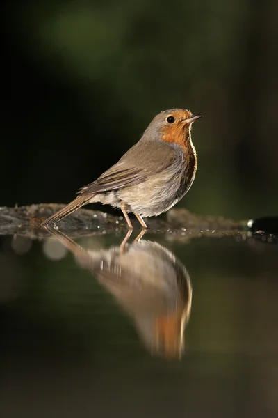 Робин, Erithacus rubecula — стоковое фото