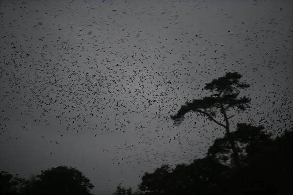 Torre, Corvus frugilegus — Fotografia de Stock