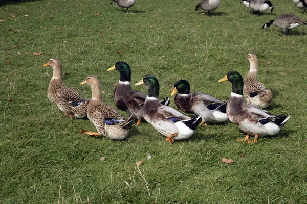 Rouen binnenlandse eend — Stockfoto