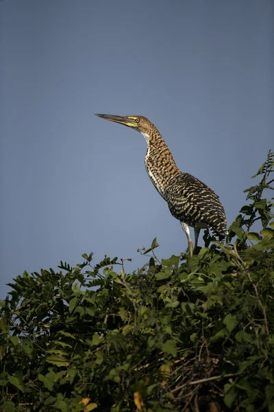 Rufescent 타이거-헤론, tigrisoma lineatum, — 스톡 사진