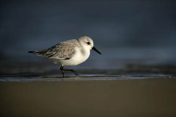 Drieteenstrandloper, calidris alba — Stockfoto