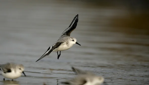 Drieteenstrandloper, calidris alba — Stockfoto