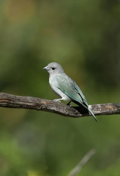 Sayacca tanager, Thraupis sayaca — Stock Photo, Image