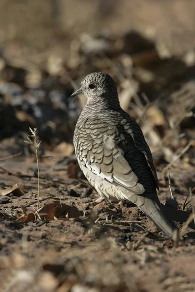 Skalowane gołąb, columbina squammata — Zdjęcie stockowe