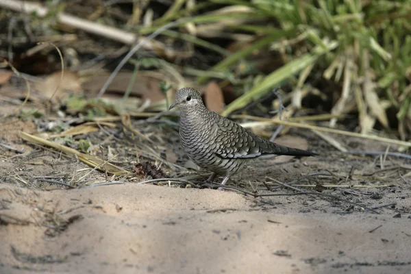 Columbina squammata サザナミインカバト — ストック写真